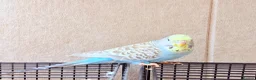 Budgerigars birds for sale: Beautiful budgies available  - Advert 3
