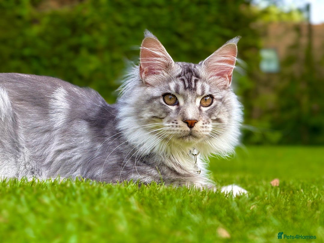 Maine Coon cats for sale: Stunning 9-Month-Old Maine Coon Boy - Image 7