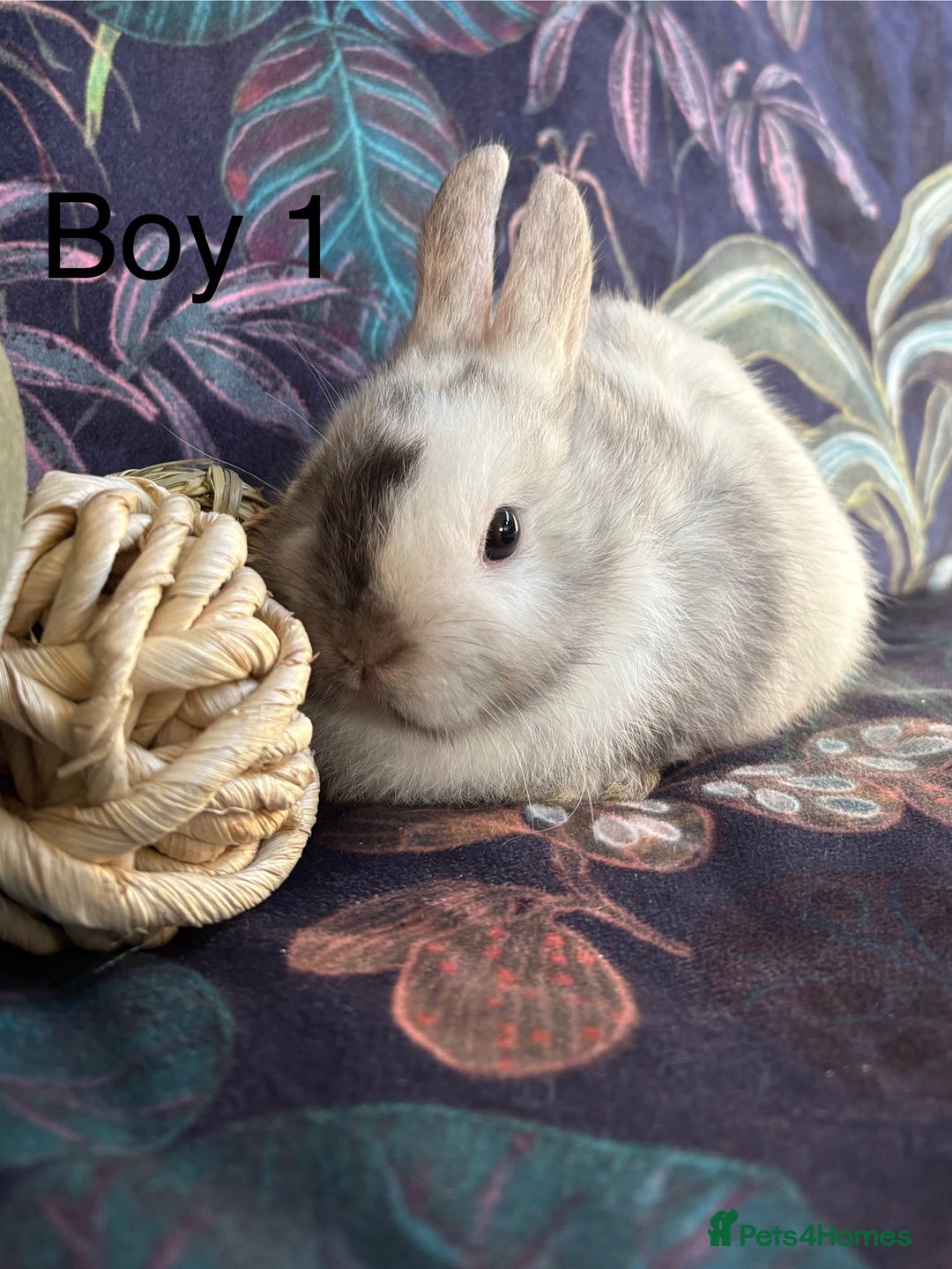 Netherland Dwarf rabbits for sale: Beautiful friendly Netherland Dwarfs (vaccinated) - Advert 2