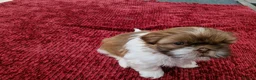 Shih Tzu dogs for sale: Shih tzu puppies looking for their forever home. in Leeds - Advert 10