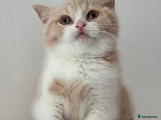 British Shorthair cats - Advert 20