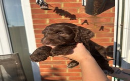 Mixed Breed dogs for sale: Cockerpoo puppies - Image 7