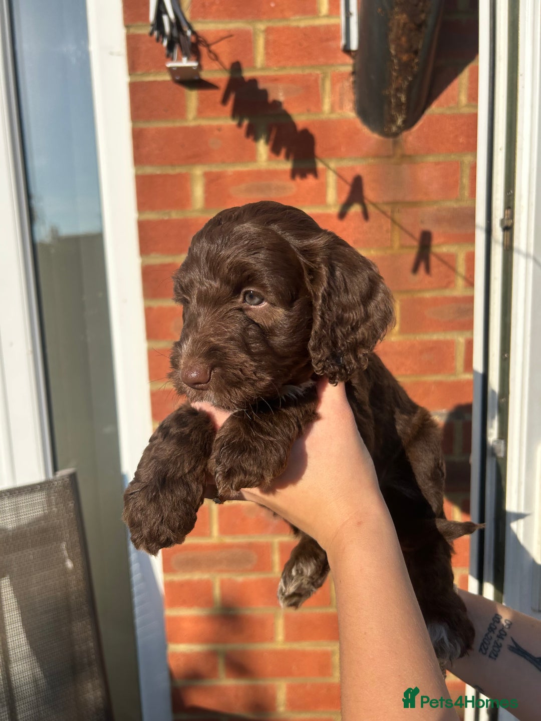 Mixed Breed dogs for sale: Cockerpoo puppies - Image 7