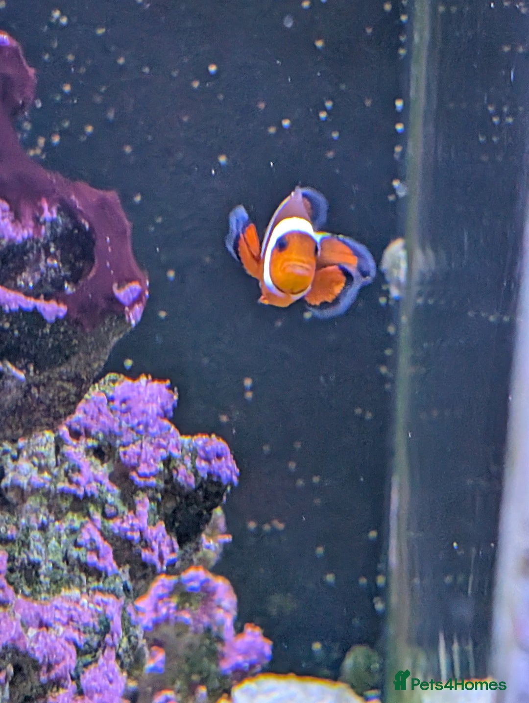 Other/Mixed Breed fish for sale: Fishtank with liverock, equipment, corals, + fish. - Advert 6