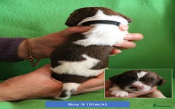 English Springer Spaniel dogs for sale: Health Tested English Springer Spaniel Puppies - Image 16