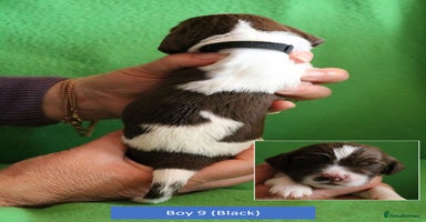 English Springer Spaniel dogs - Advert 16