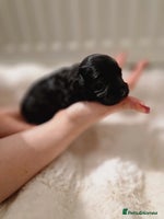 Maltipoo dogs Korean F1 Health tested Maltipoo puppies - Advert 1