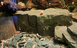 Snails invertebrates for sale: 10 x young Pink Ramshorn snails - Image 2