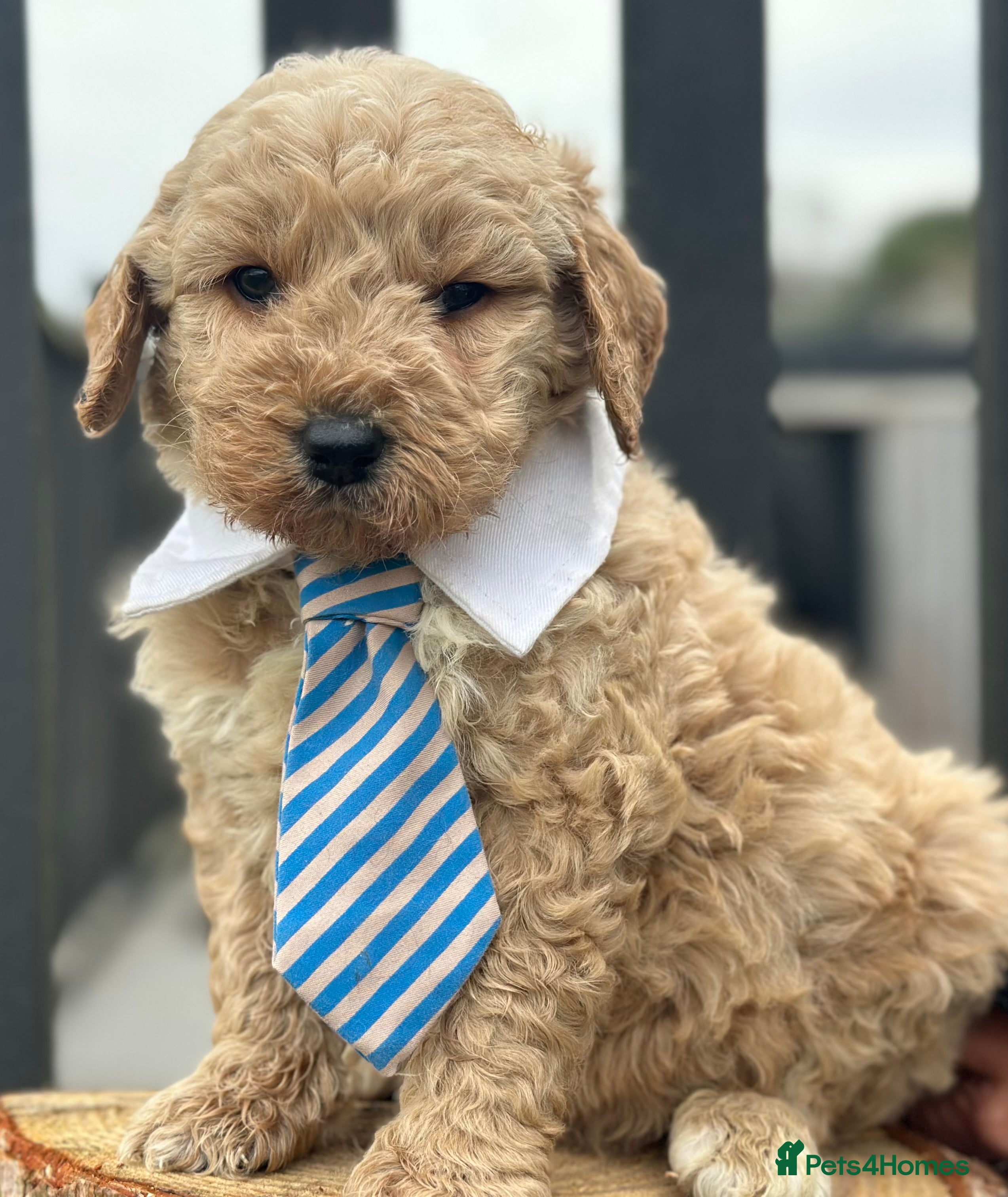 Mixed Breed dogs F1B STANDARD PRA CLEAR STBERNADOODLE - Advert 6