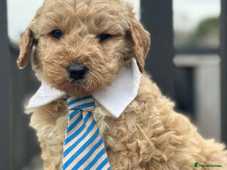 Mixed Breed dogs F1B STANDARD PRA CLEAR STBERNADOODLE - Advert 6