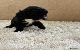 Sproodle dogs for sale: Lovely Sproodles (Springerpoos) - Image 10