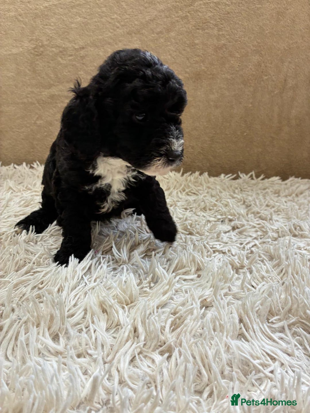 Sproodle dogs for sale: Lovely Sproodles (Springerpoos) - Image 10