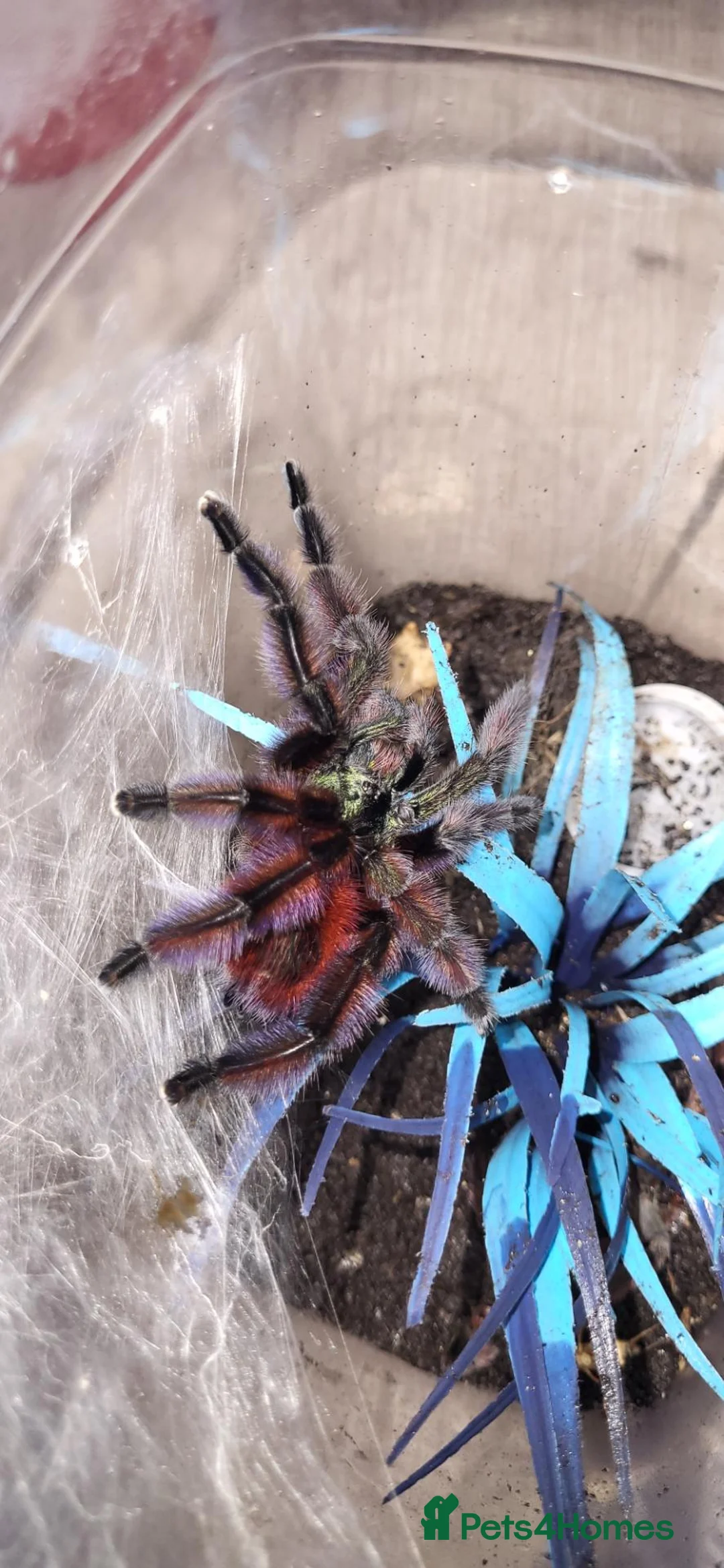 Tarantulas invertebrates for sale: Carribebena versicolor  - Advert 1