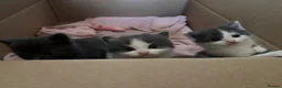 Domestic Shorthair cats for sale: 3 perfect moggys - Advert 10