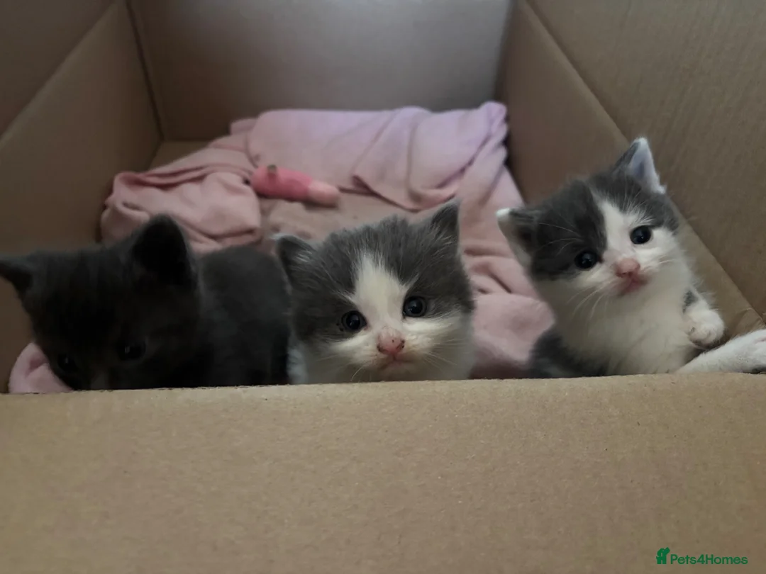 Domestic Shorthair cats for sale: 3 perfect moggys - Advert 10