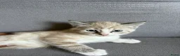 Ragdoll cats for sale: Last lynx ragdoll ready now - Advert 8