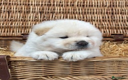 Chow Chow dogs for sale: 4 FEMALES POLAR WHITE CHOW CHOW  - Image 5