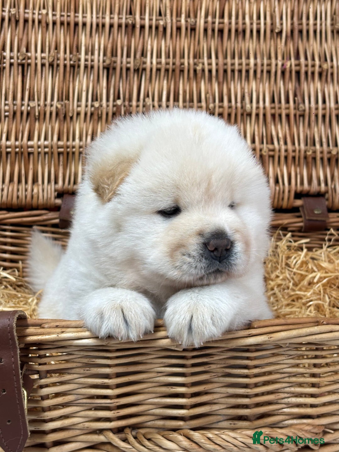 Chow Chow dogs for sale: 4 FEMALES POLAR WHITE CHOW CHOW  - Image 5