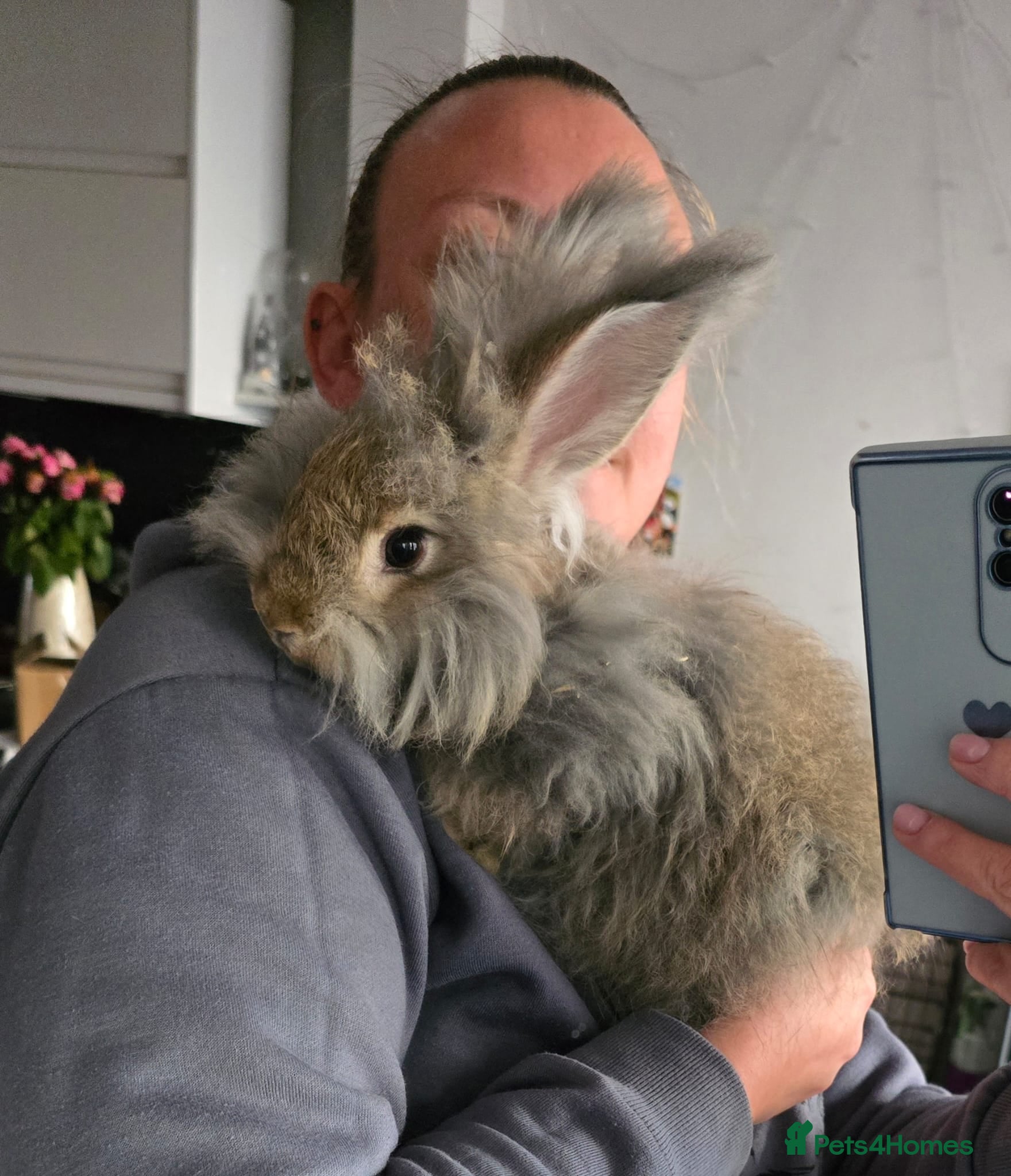 Angora rabbits ❤️Stunning full- face English Angora Babies❤️ - Advert 12