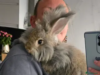 Angora rabbits ❤️Stunning full- face English Angora Babies❤️ - Advert 16