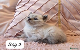 Ragdoll cats for sale: RAGDOLL X BSH KITTENS ❤️ - Image 4