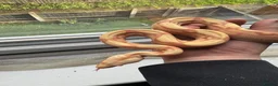 Boa Snake reptiles for sale: 2 boas  - Advert 2