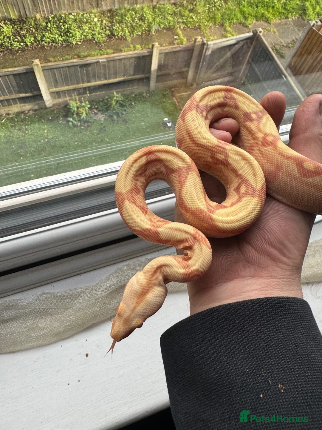 Boa Snake reptiles for sale: 2 boas  - Advert 2