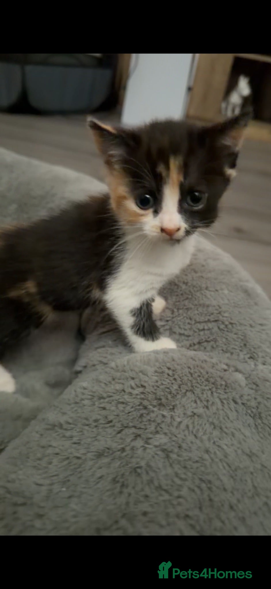 British Shorthair cats BSH X calico female for sale  - Advert 7