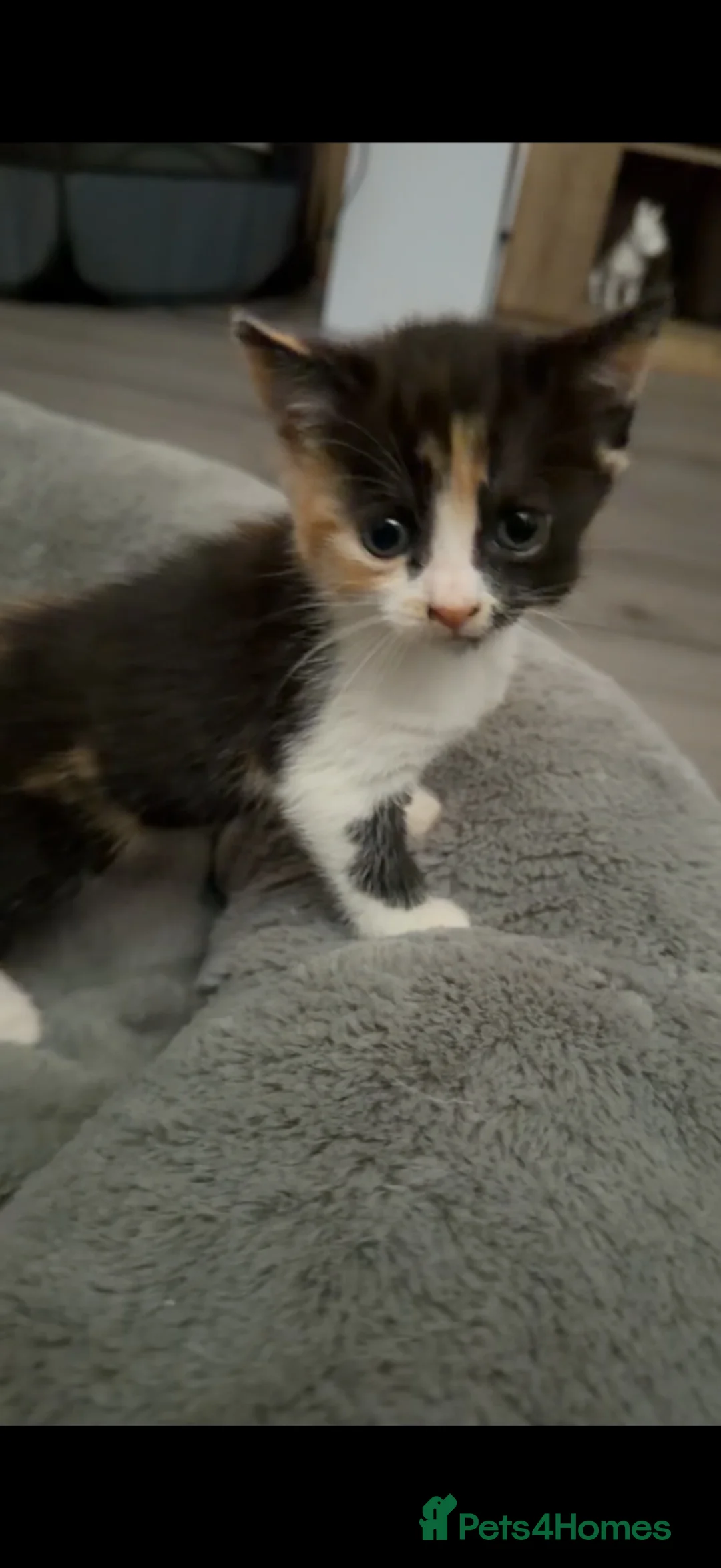 British Shorthair cats for sale: BSH X calico female for sale  - Advert 1