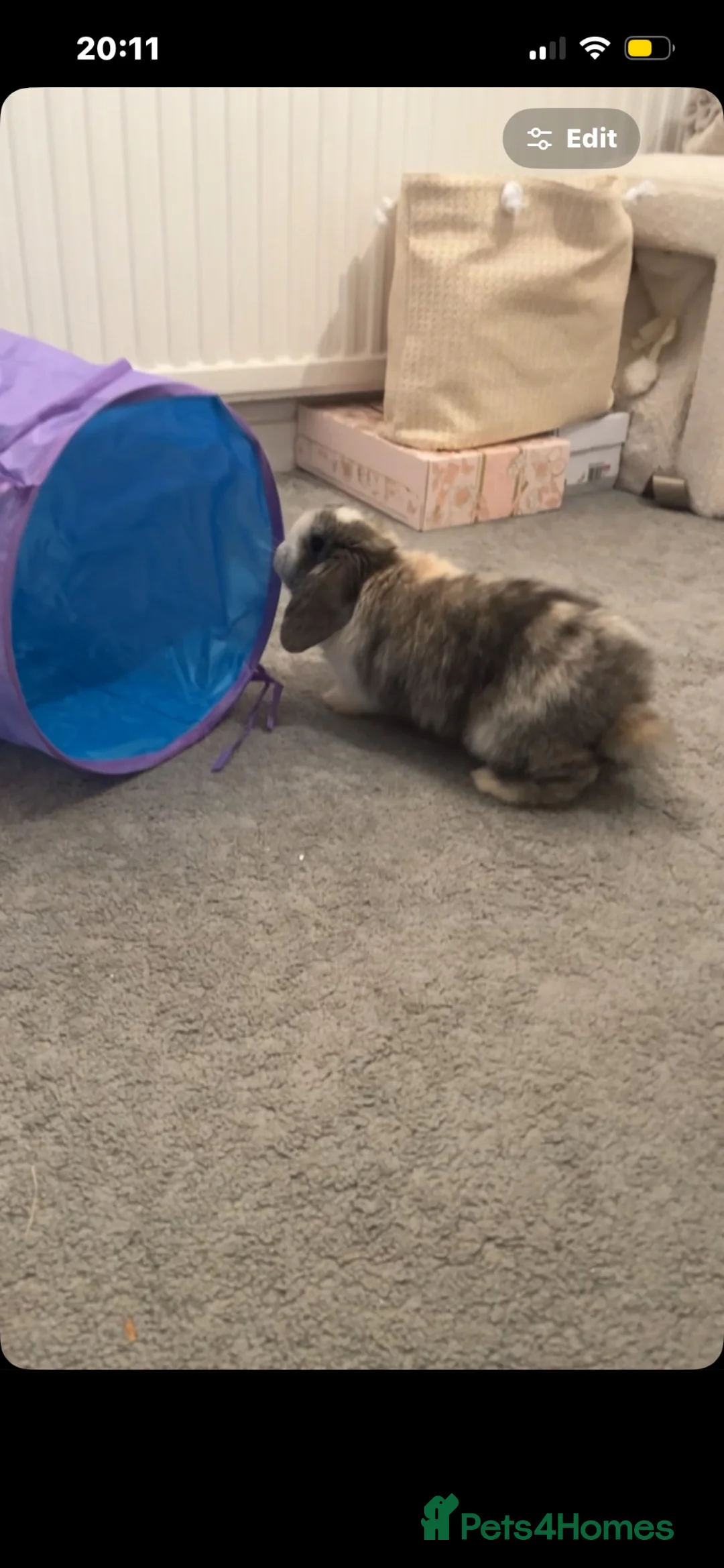 Mini Lop rabbits for sale: 4 month old mini lop for sale  - Advert 5
