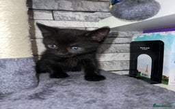 Mixed Breed cats for sale: Cuddle Puddle - Image 5