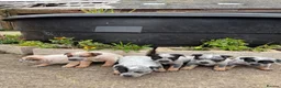 Australian Cattle Dog dogs for sale: Australian Cattle Dog Pups  - Advert 4