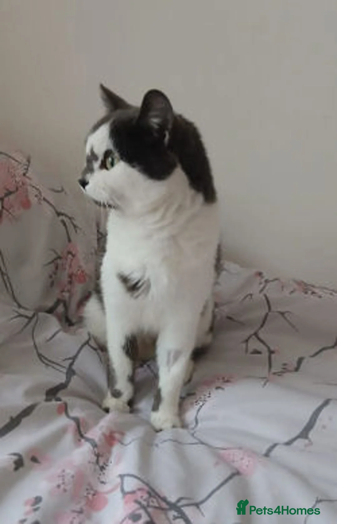 Mixed Breed cats for adoption: Judy. - Advert 5