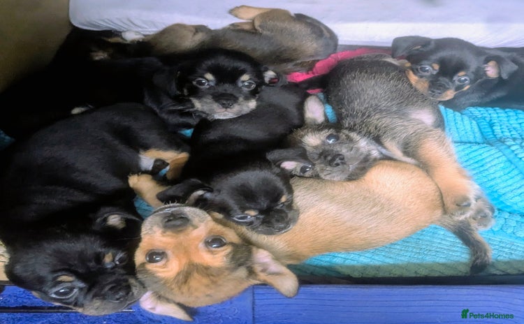 Mixed Breed dogs - Advert 15