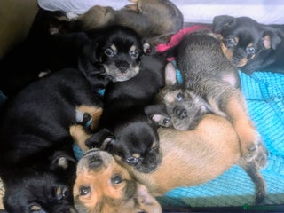 Mixed Breed dogs - Advert 1