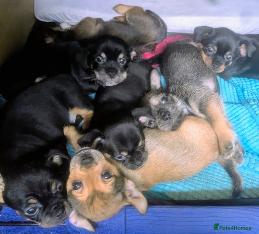 Mixed Breed dogs - Advert 1