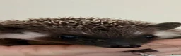 Pygmy Hedgehog rodents for sale: 5 Beautiful African Pygmy Hoglets –Boys & Girls in Manchester - Advert 3