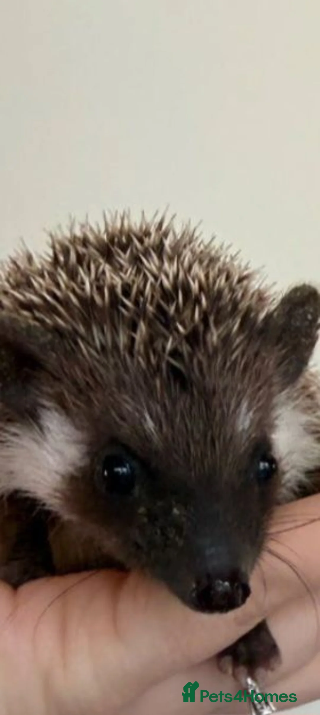 Pygmy Hedgehog rodents for sale: 5 Beautiful African Pygmy Hoglets –Boys & Girls in Manchester - Advert 3