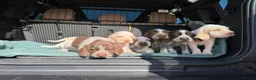 Italian Spinone dogs for sale: Italian Spinone Puppies - Advert 14