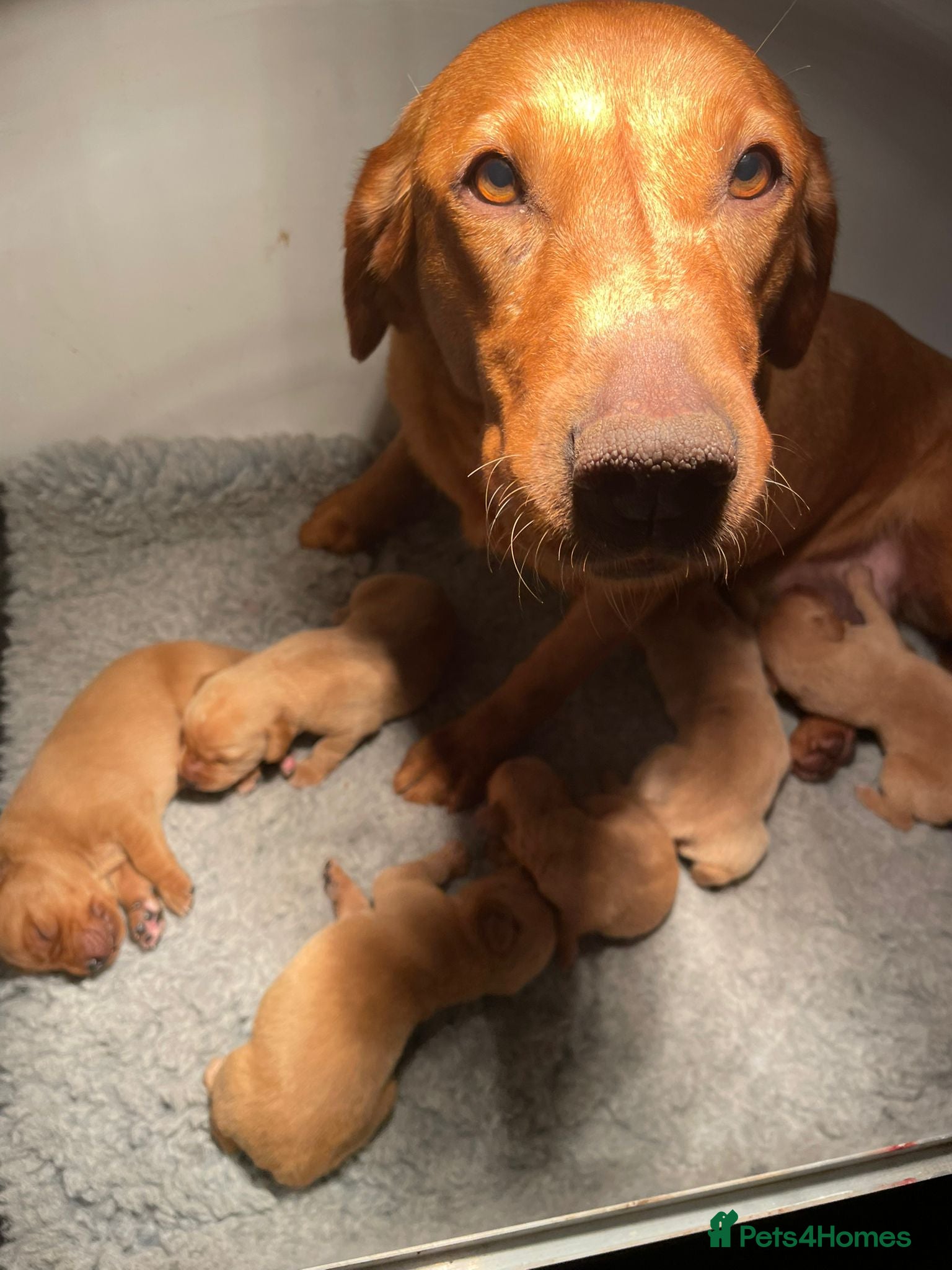 Labrador Retriever dogs 1st Class ⭐️⭐️⭐️⭐️⭐️ Licensed - Advert 1