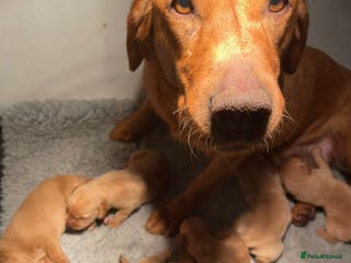 Labrador Retriever dogs 1st Class ⭐️⭐️⭐️⭐️⭐️ Licensed - Advert 3