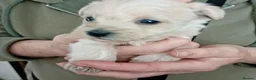 Westiepoo dogs for sale: Gorgeous Westiepoos - Advert 1