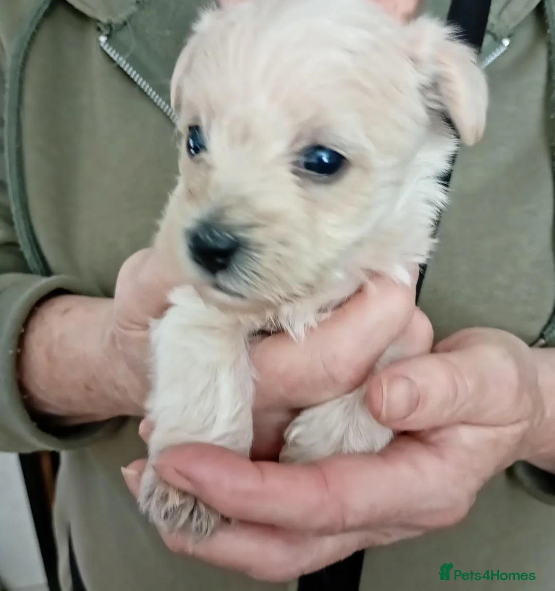 Westiepoo dogs for sale: Gorgeous Westiepoos - Advert 1