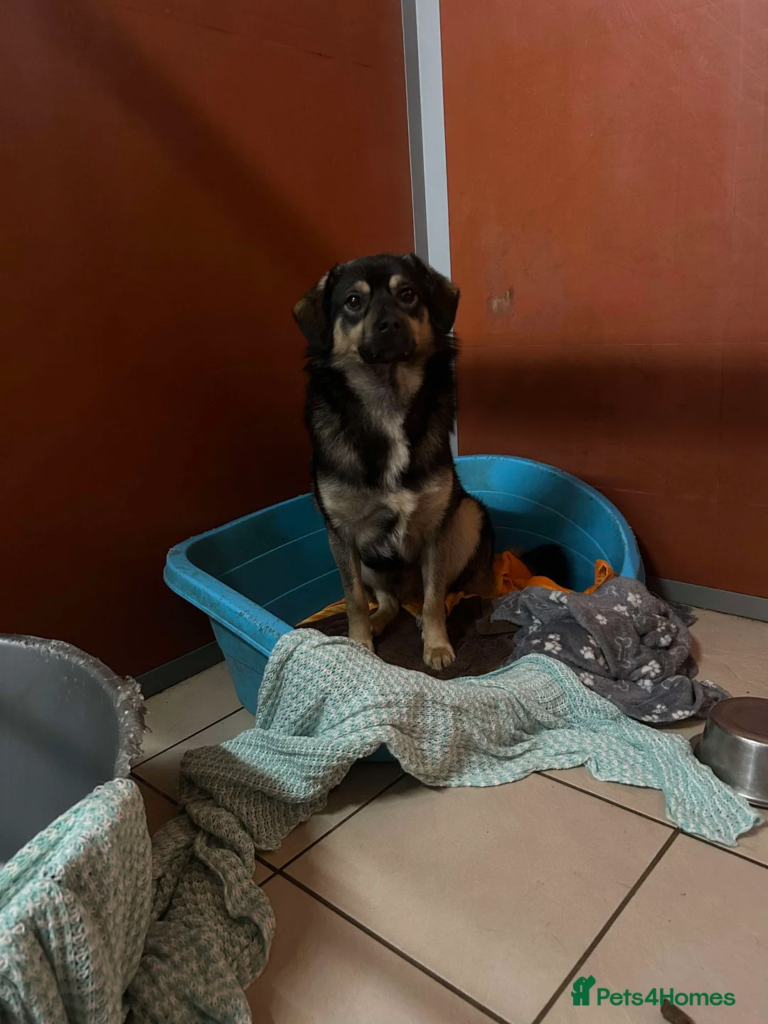 Mixed Breed dogs for adoption: Meet Isacc, currently residing in Cheshire  in Nantwich - Advert 9