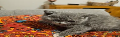 British Shorthair 5 Adora