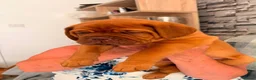 Dogue De Bordeaux dogs for sale: Stunning KC Dogue de Bordeaux Puppies - Advert 4