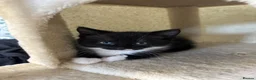 Mixed Breed cats for sale: One boy left - Advert 5