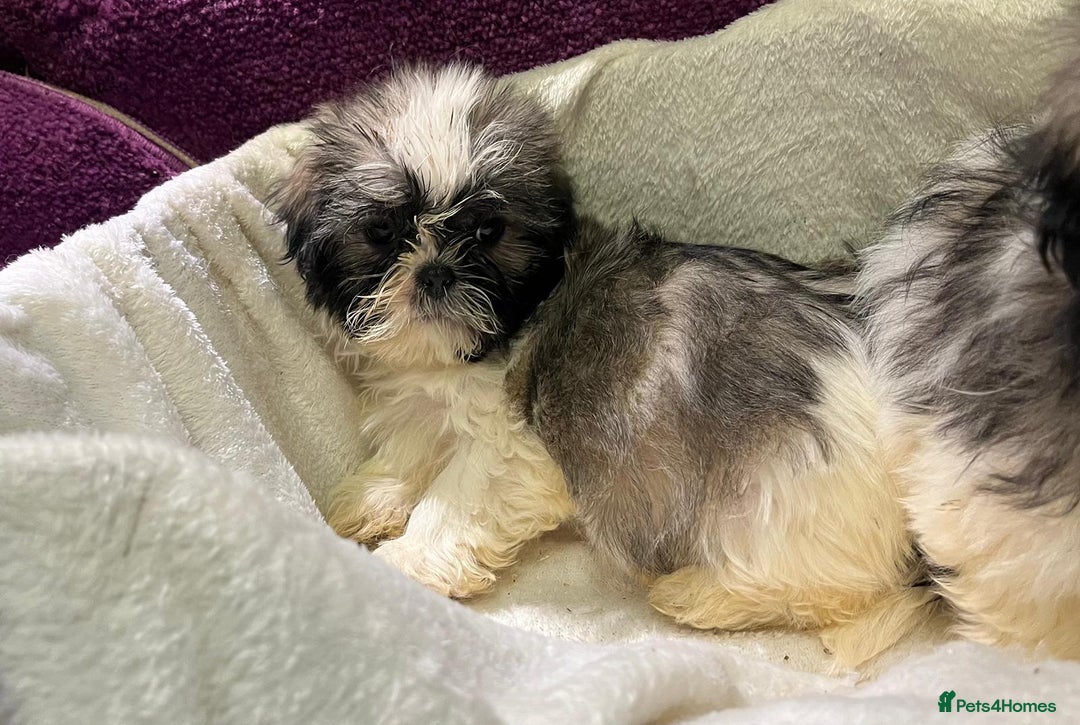 Shih Tzu dogs for sale: Shih Tzu puppy's - Advert 10