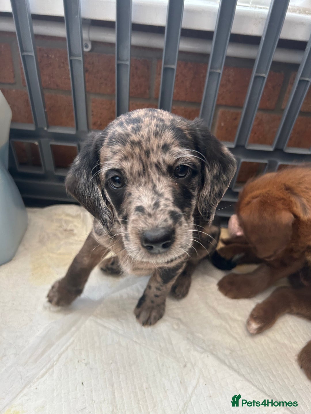 Labradoodle dogs for sale: 7 beautiful Labradoodle puppies available  - Image 32
