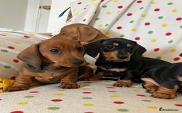 Miniature Dachshund dogs for sale: Miniature dachshund puppies - Image 7